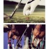 golf_polo